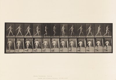 Placa 389. Granjero, Esparciendo Semillas, 1872-1885 de Eadweard Muybridge