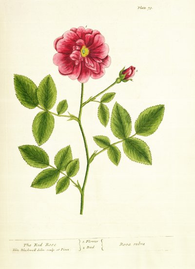 Rosa: Gallica, de 