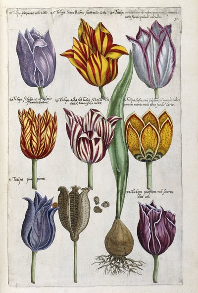 Varios tulipanes, 1612-14 de Emanuel Sweert