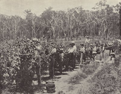 Recolectores de frambuesas en trabajo, Wandin Yallock de English Photographer