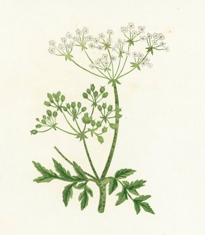 Cicuta Común, Conium Maculatum de English School