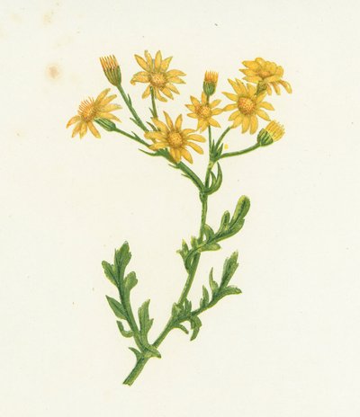 Hierba de Santiago, Senecio Jacobaea de English School