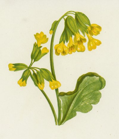 Primavera, Primula Veris de English School