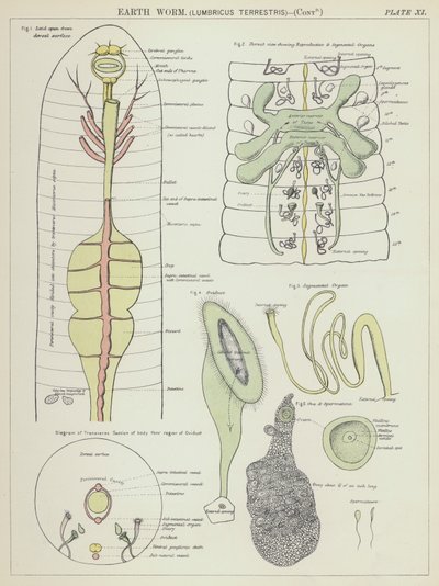 Lombriz de tierra, Lumbricus Terrestris (litografía en color) de English School