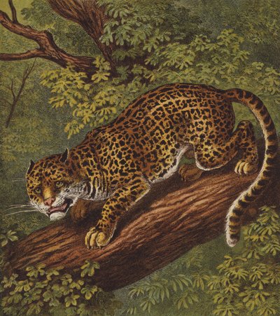 Jaguar de English School