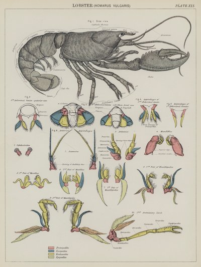 Langosta, Homarus Vulgaris (litografía en color) de English School