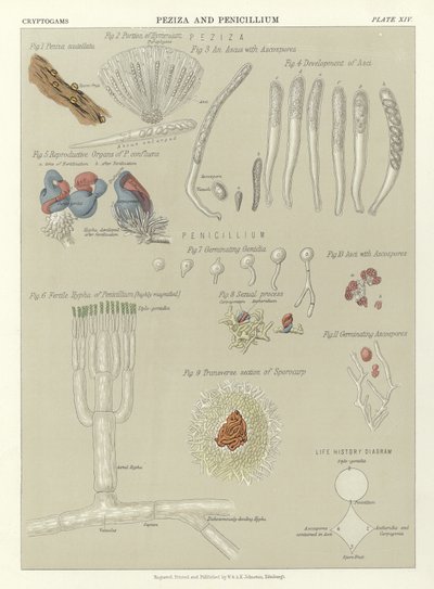 Peziza y Penicillium de English School