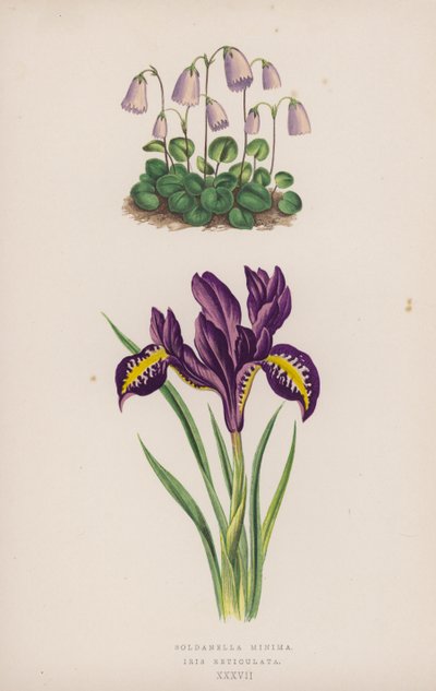 Soldanella Minima; Iris Reticulata de English School