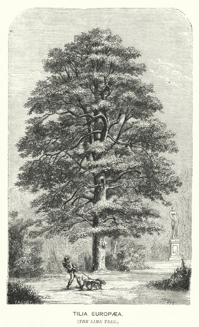 Tilia Europaea, El Árbol de Lima (grabado) de English School