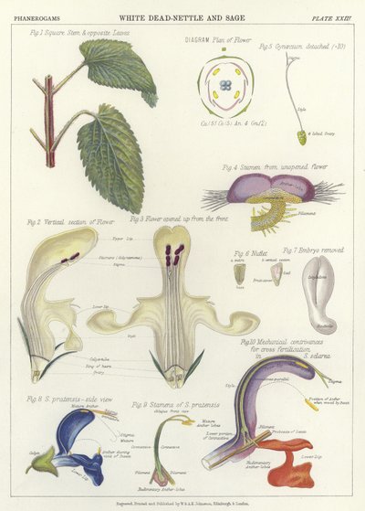 Ortiga blanca y salvia de English School