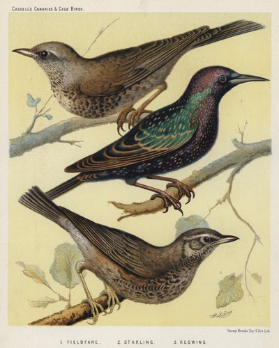 Fieldfare, Starling, Redwing (litografía en color) de European School