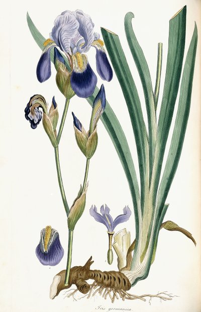 Iris Germanica, 1847 de Ferdinand Bauer