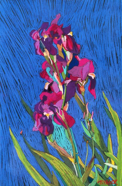 Iris de Frances Treanor