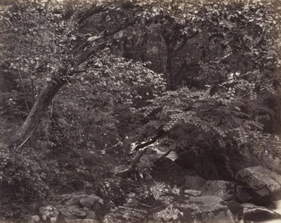 Valle en Lynmouth, 1860s de Francis Frith