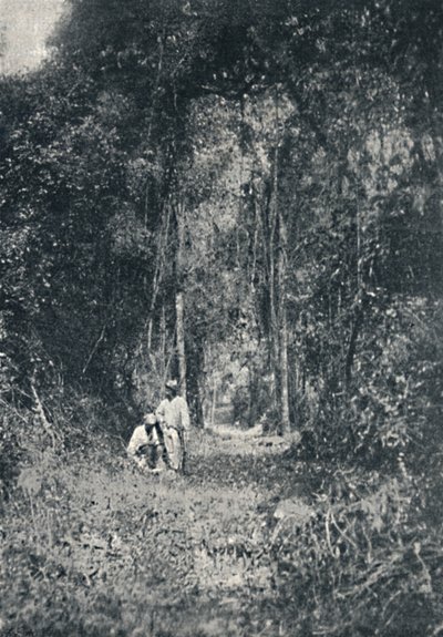 Estrada de Rodagem do Alto Paraná, 1895 de Francisco Henszler