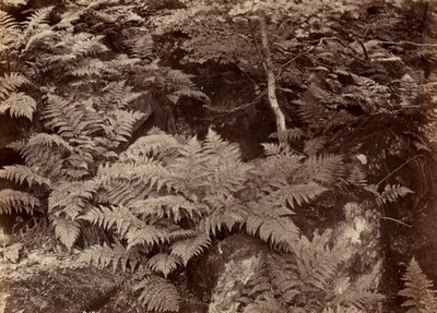 Untitled (Fern Study) de Frank Meadow Sutcliffe