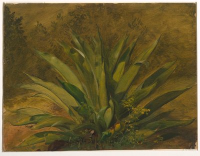 Estudio botánico de Frederic Edwin Church