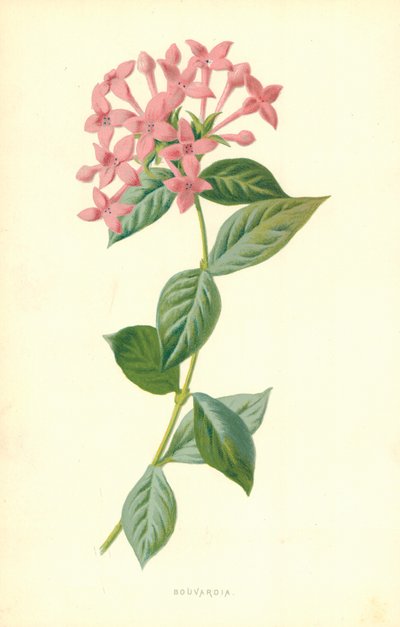 Bouvardia de Frederick Edward Hulme