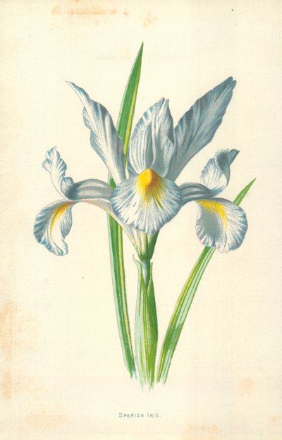 Iris español de Frederick Edward Hulme