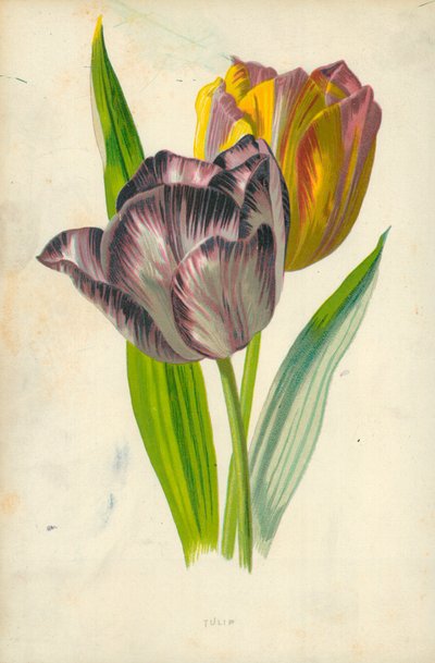 Tulipán de Frederick Edward Hulme