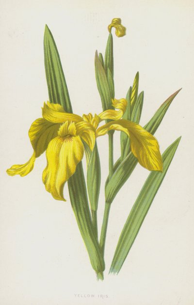 Iris amarillo de Frederick Edward Hulme