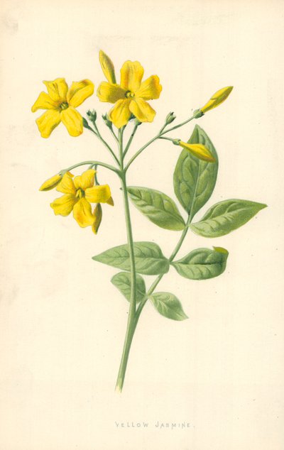 Jazmín amarillo de Frederick Edward Hulme