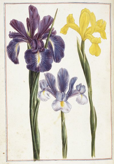 Iris, siglo XVIII de French School