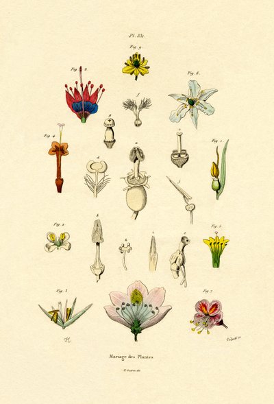 Mejoramiento de Plantas, 1833-39 de French School