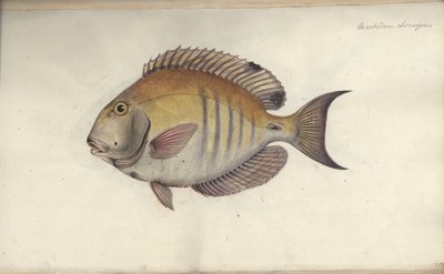 Chaetodon chirurgus, antes de 1787 de Friedrich August Kruger