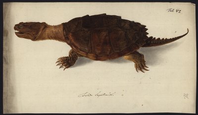 Chelydra serpentina, antes de 1792 de Friedrich Wilhelm Wunder