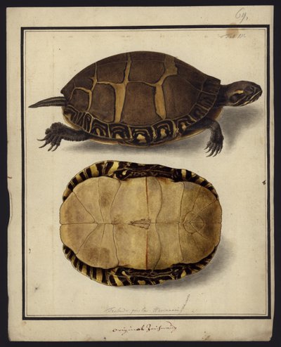 Chrysemys picta, antes de 1792 de Friedrich Wilhelm Wunder