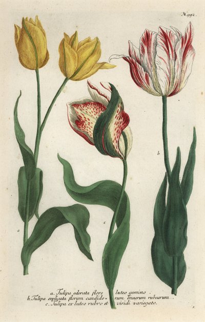 Variedades de tulipán, Tulipa gesneriana de Georg Dionysius (after) Ehret