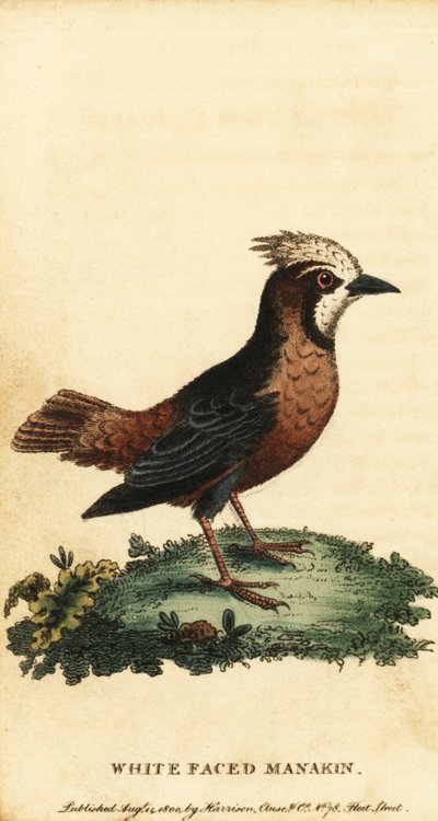 Pájaro hormiguero de plumaje blanco, Pithys albifrons.,1800 (grabado) de George Edwards