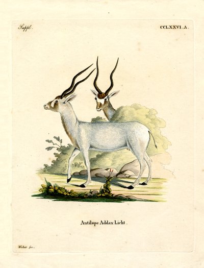 Antílope addax de German School