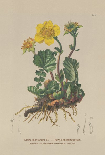 Geum montano (Geum montanum) de German School