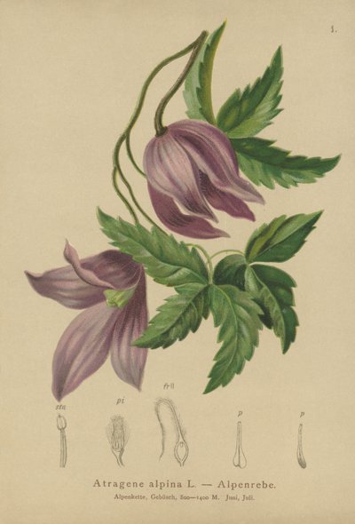 Clemátide alpina (Atragene alpina, Clematis alpina) de German School