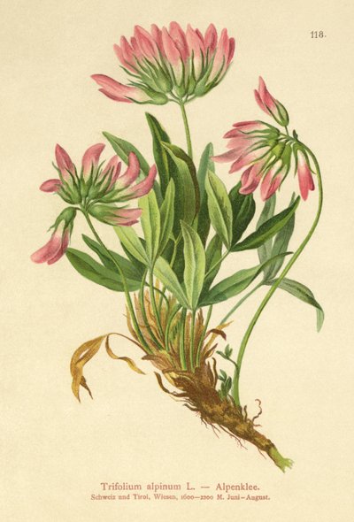 Trébol alpino (Trifolium alpinum) de German School