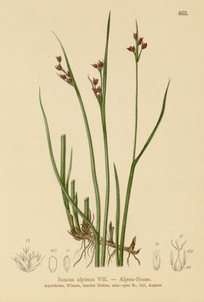 Juncia Alpina (Juncus alpinus, Juncus alpinoarticulatus) de German School