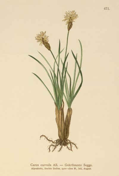 Juncia Alpina (Carex curvula) de German School