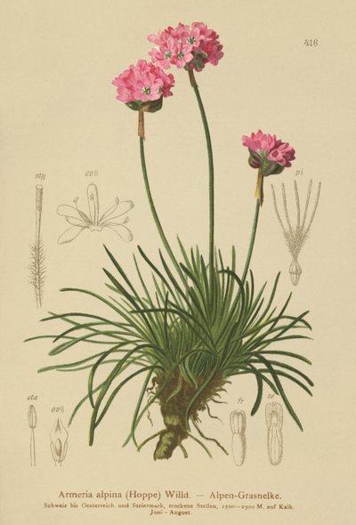 Armeria alpina (Armeria alpina) de German School