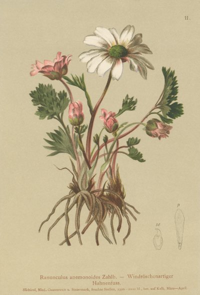 Ranúnculo parecido a la anémona (Ranunculus anemonoides, Callianthemum anemonoides) de German School