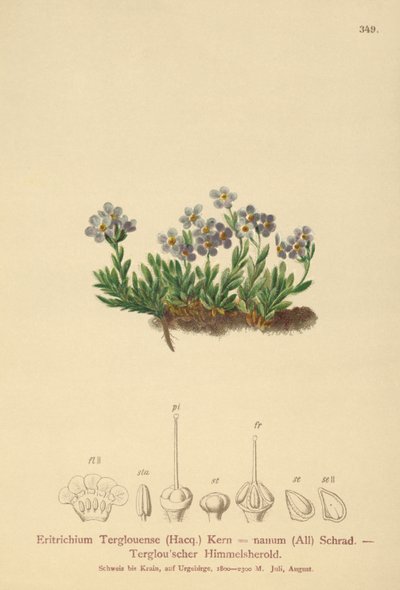 Nomeolvides ártico (Eritrichium nanum, Eritrichium Terglouense) de German School