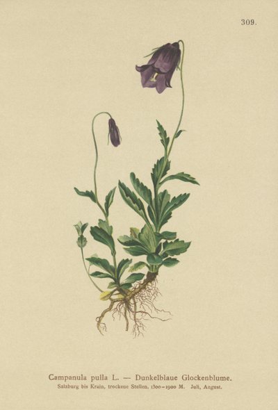 Campanilla austriaca (Campanula pulla) de German School