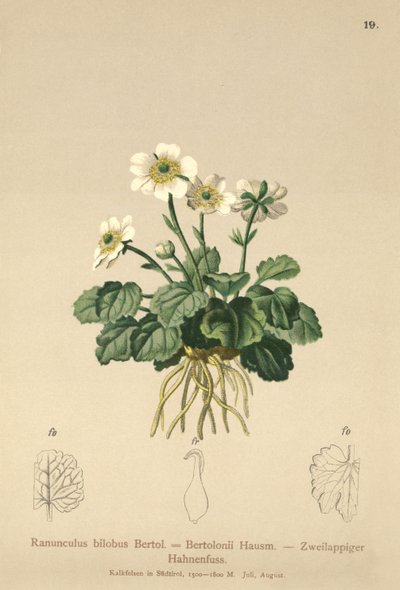 Botón de oro bilobo (Ranunculus bilobus, Ranunculus Bertolonii) de German School