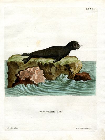 Foca de piel marrón de German School