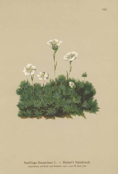 Saxífraga de Burser (Saxifraga Burseriana) de German School