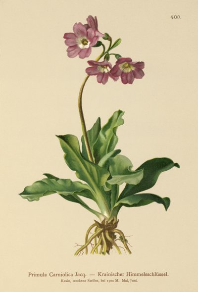 Primavera carniola (Primula Carniolica) de German School