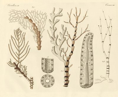 Pólipos de coral de German School