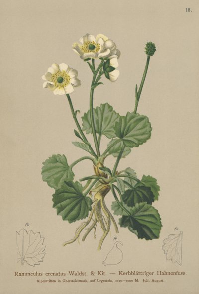 Ranúnculo crenado (Ranunculus crenatus) de German School