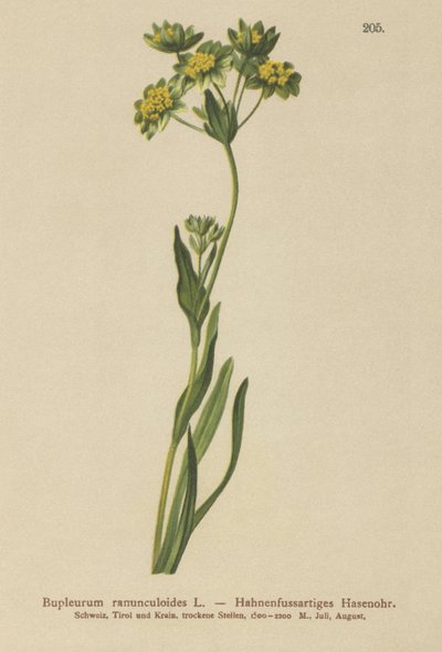 Hierba de liebre de hojas de ranúnculo (Bupleurum ranunculoides) de German School